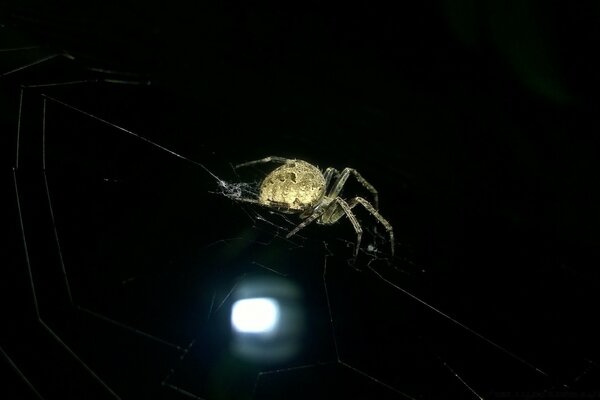 Araña en una telaraña sobre un fondo negro