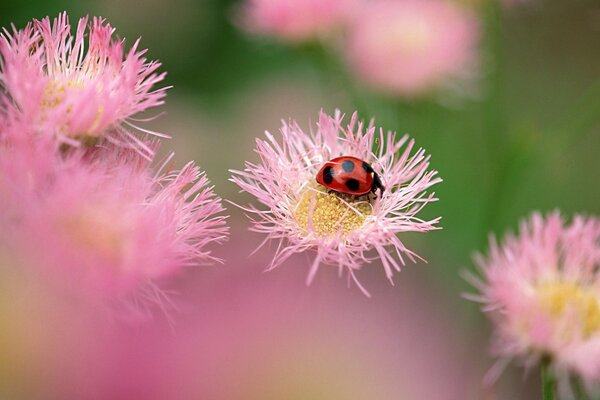 Joaninha em uma flor rosa