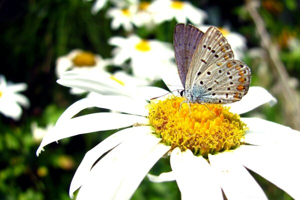 Ein mehrfarbiger Schmetterling setzte sich auf ein helles Gänseblümchen