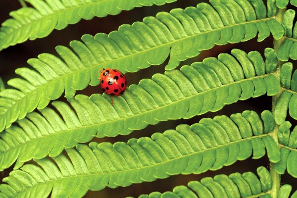 Coccinella su una foglia di felce