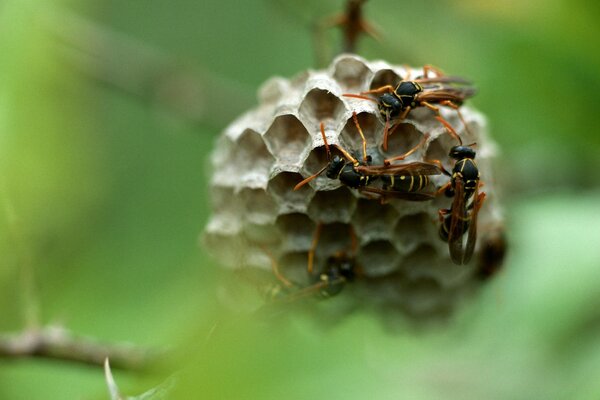 Winged workers in the process of work