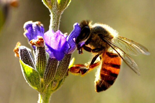 Una abeja extrae néctar de una flor