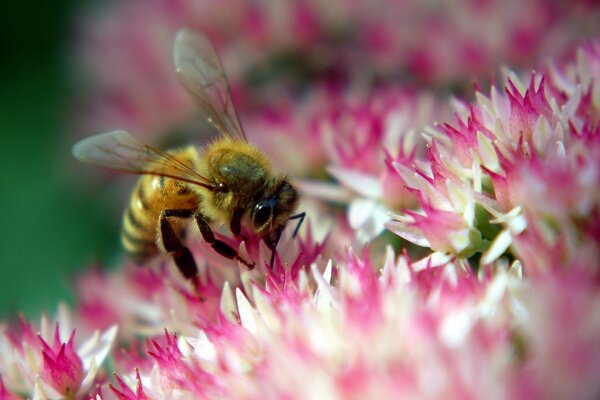 A bee extracts honey from a flower