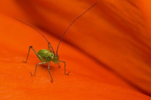 Insecte dans la nature