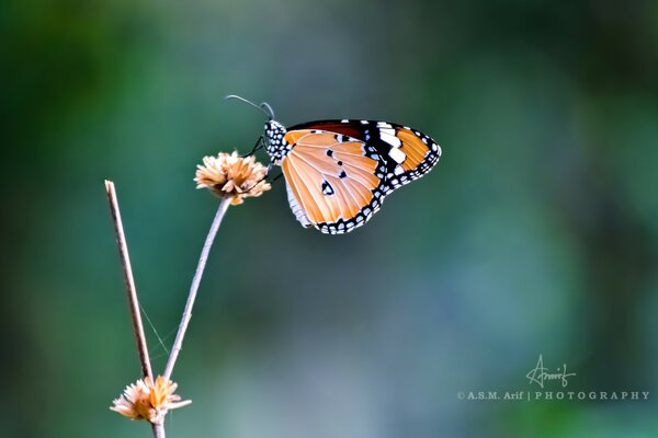 Orange butterfly on dry grass