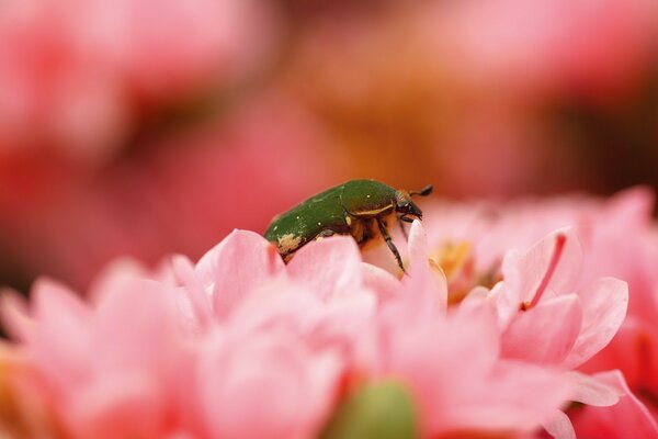 Grüner Käfer in rosa Farben