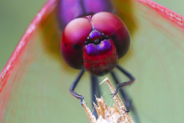 Macro fotografía de una Libélula sentada en una planta