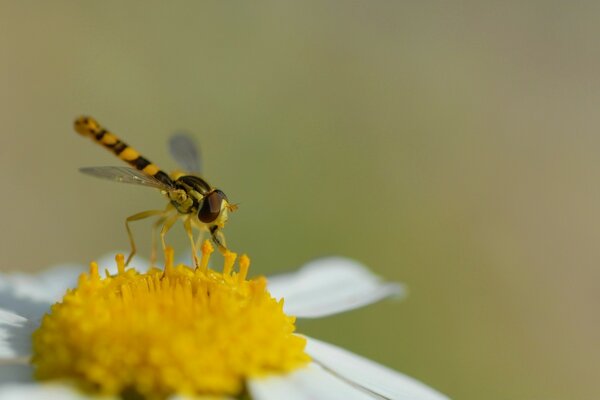 Dragonfly on a flower in summer