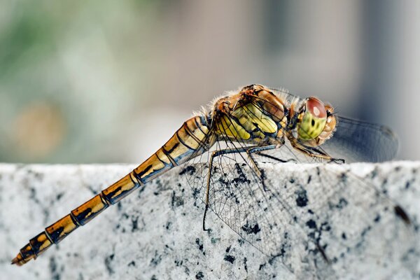 Bella libellula primo piano