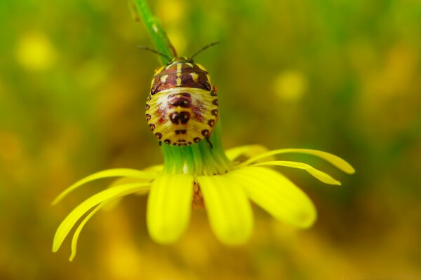 Insecto en la flor en verano en la naturaleza