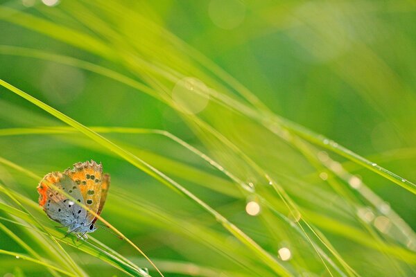 Foto de flora en el protector de pantalla. Mariposa