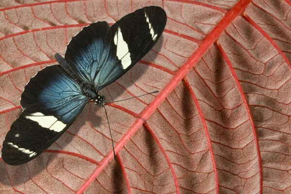 La mariposa se sienta en una hoja