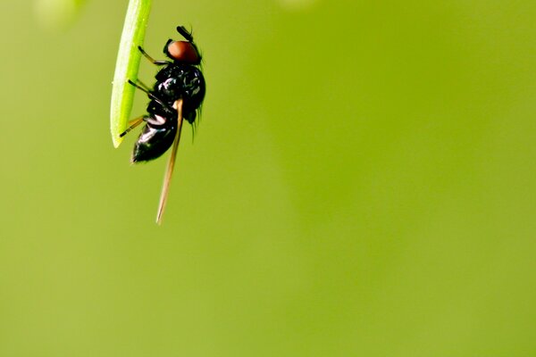 Fliegen in der Nähe auf einem Blatt