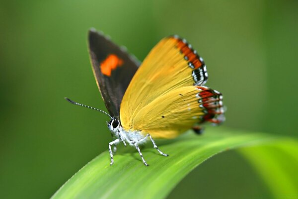 Lepidoptera und die Welt. Schmetterlings- und Blattgröße