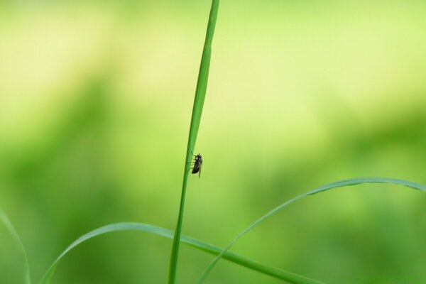 Flies sitting on a blade of grass