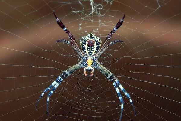 Eine mysteriöse Spinne hat ein Spinnennetz gewebt