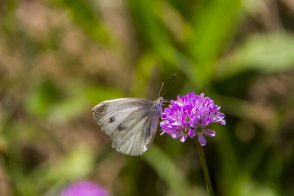 La farfalla raccoglie il polline dal fiore lilla