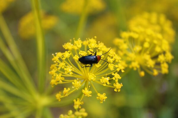 A beetle crawls on a flower