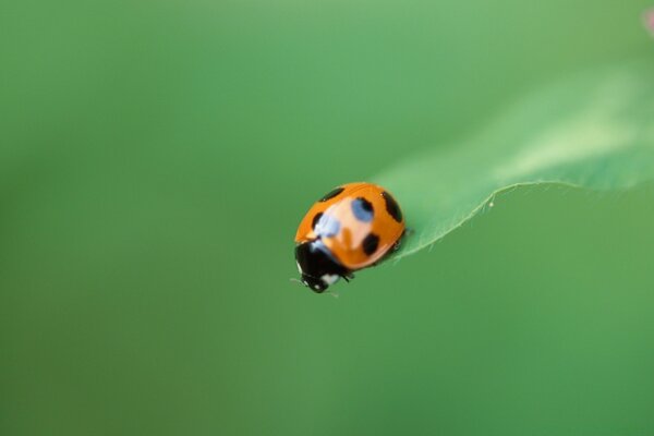 Ladybug on a green leaf