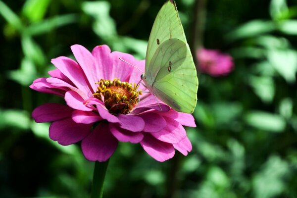 Kohl setzte sich auf eine Fuchsieblume