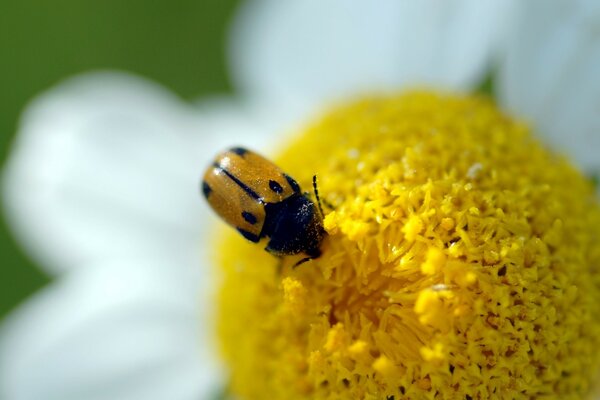 Joaninha sentada em uma flor