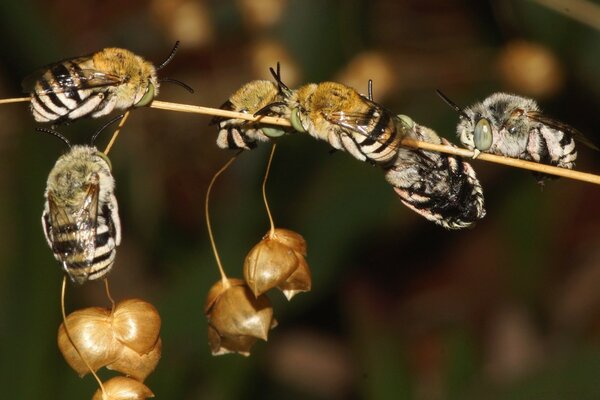 Las abejas se sientan en una ramita seca