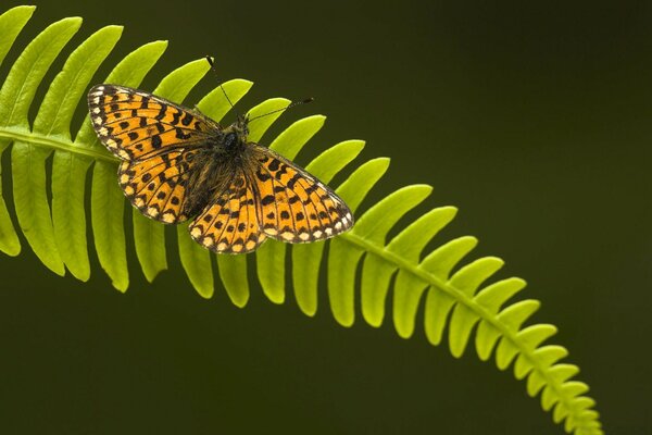 Mottled butterfly on a green leaf