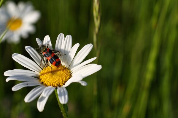 Summer: an insect on a white daisy