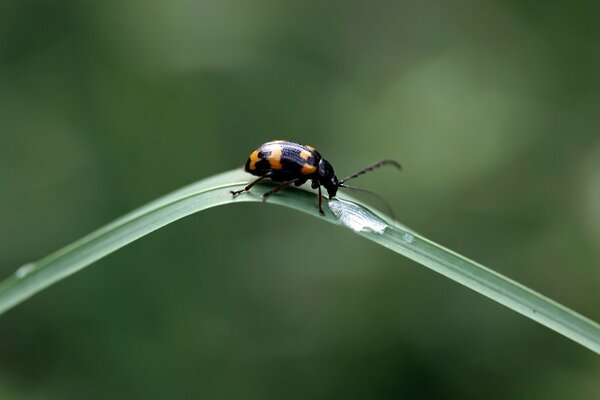 A small beetle on a green blade of grass