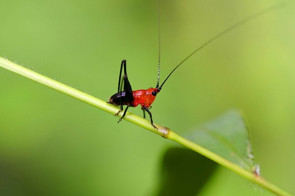 Sauvage. Insecte avec une longue moustache sur un brin d herbe