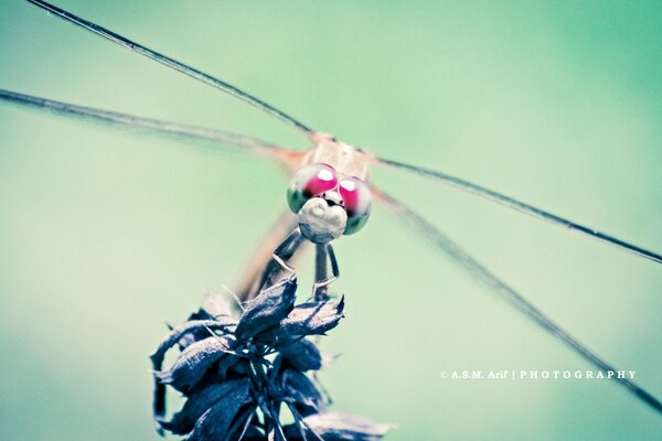 Libelle mit roten Augen auf einer Blume