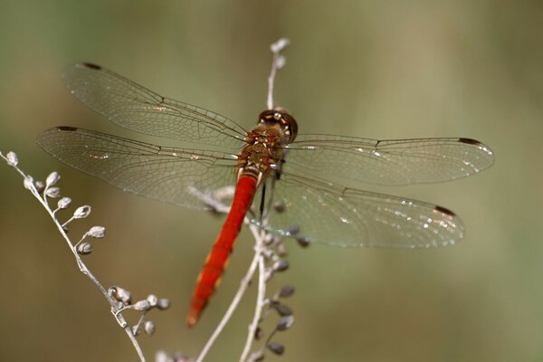 An orange dragonfly perched on a branch