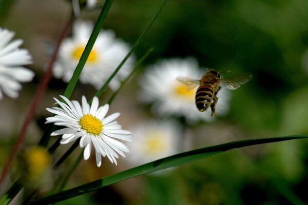 The rise of a bumblebee over a white daisy