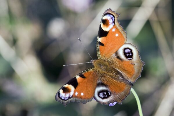 An orange butterfly on a green plant