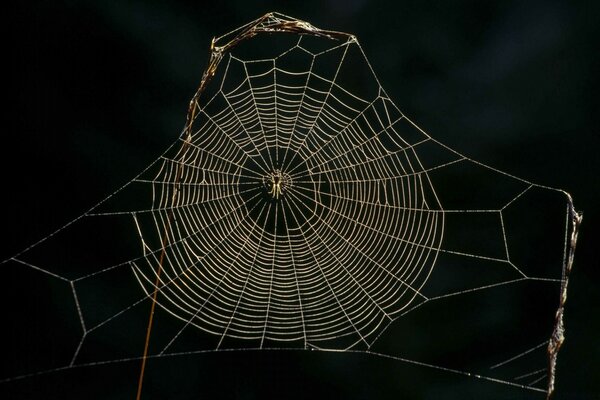 A spider has spun a web on a branch