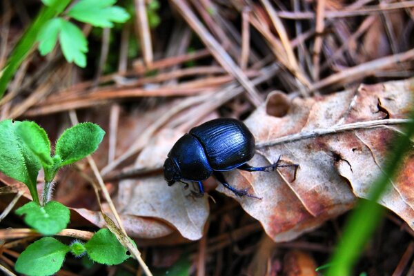 Besouro na natureza no outono