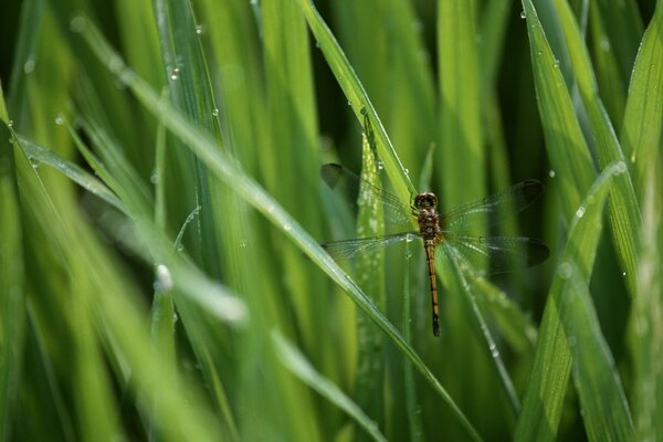 The dragonfly landed on the green grass