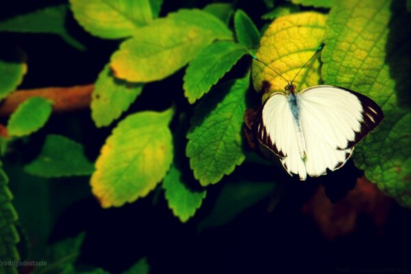Белая бабочка на зелёных листьях