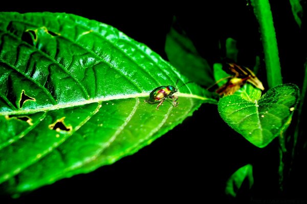 Insecte sur une feuille verte