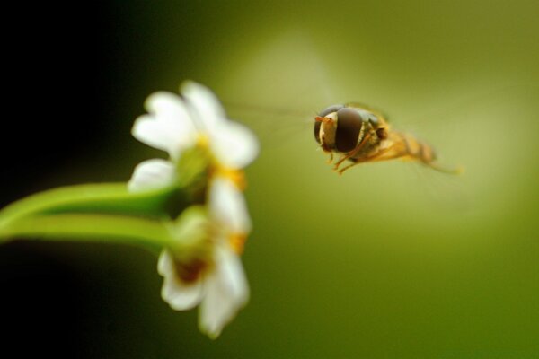 A yellow insect flies up to the flower