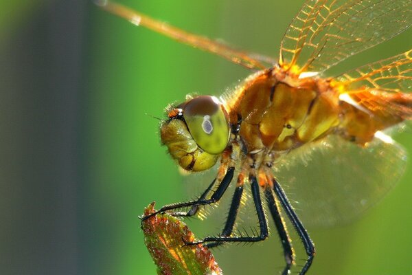 Libellula sulla pianta primo piano