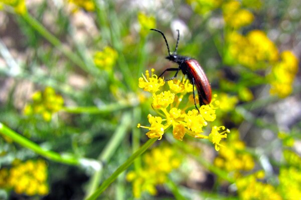 The bug landed on a yellow flower