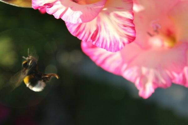 Hummel neben einer rosa Blume