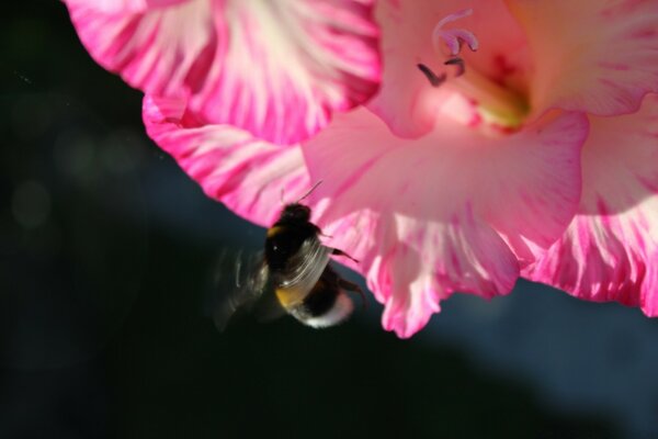 Noisy heavy bumblebee on a pink lace flower