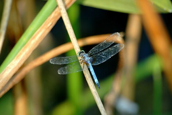 Blaue Libelle mit transparenten Flügeln