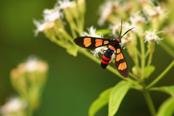 Insecto en verano en el follaje