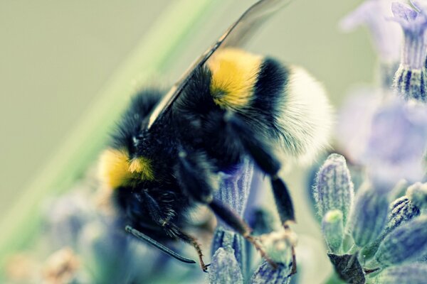 A bee collects nectar from flowers