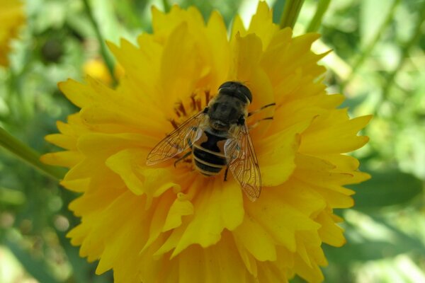 A bee on a flower in summer