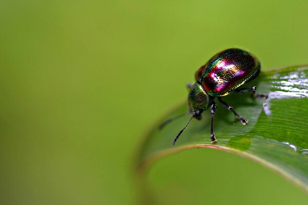 A multicolored beetle on a green leaf