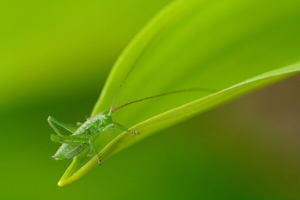 Konik polny na zielonym liściu. Natura